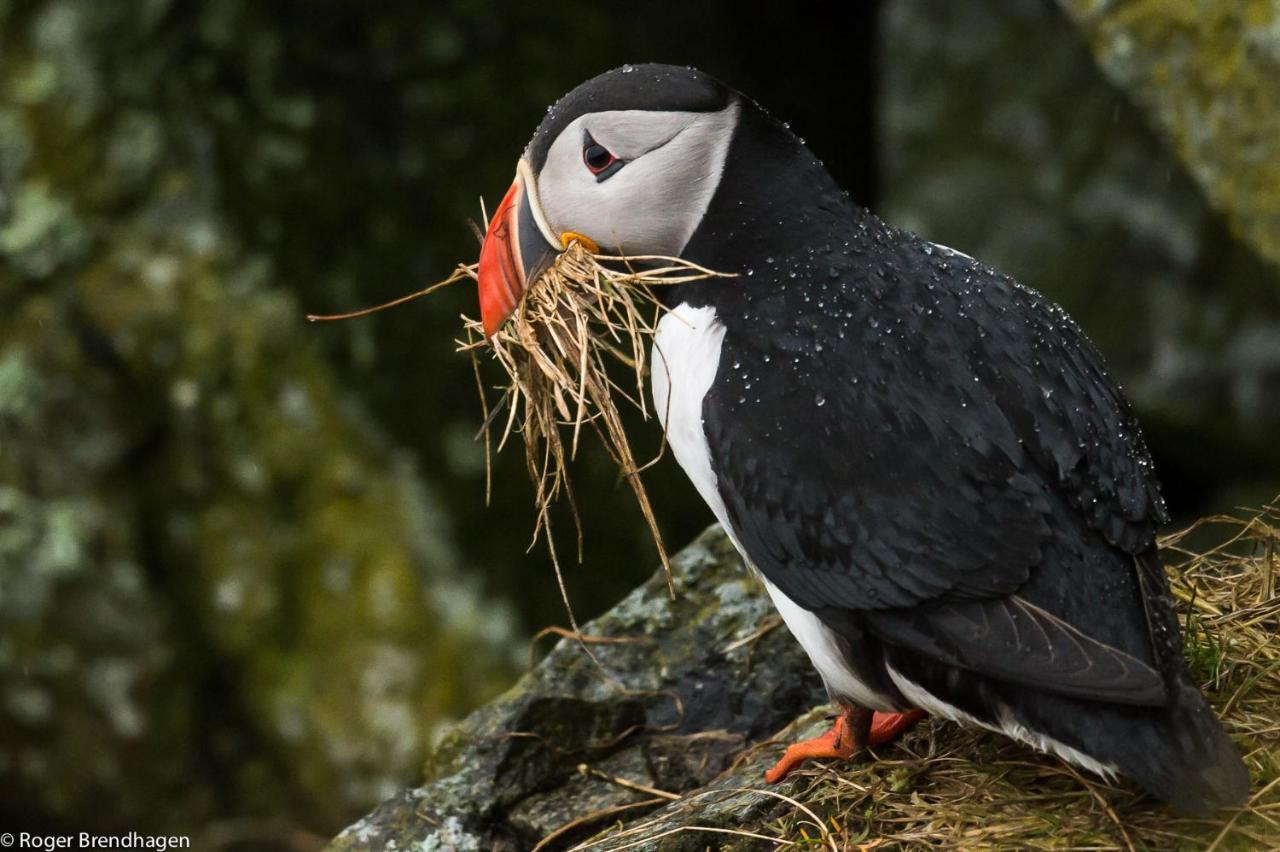 Kirkegata 4 Séjour chez l'habitant Ålesund